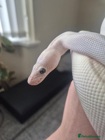 Python Snake reptiles Blue-eyed Leucistic ball python - Advert 1