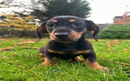 Miniature Dachshund dogs for sale: Miniature Dachshund - Image 4