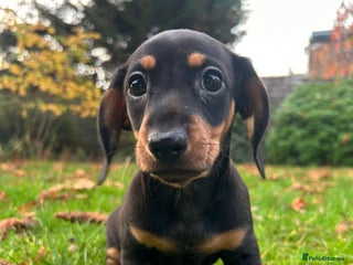 Miniature Dachshund dogs Miniature Dachshund - Advert 9