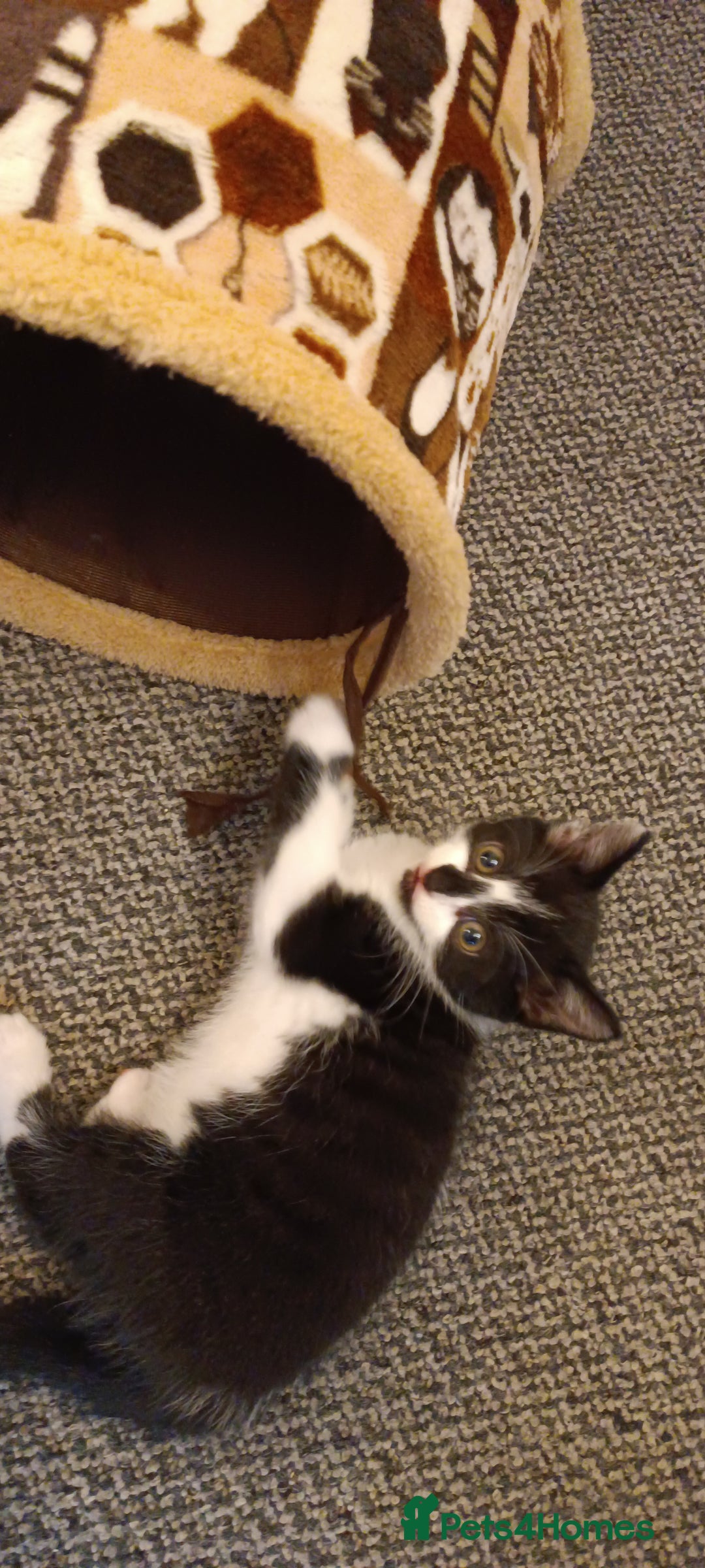 Mixed Breed cats for sale: Three black and white mixed breed kittens  - Image 8