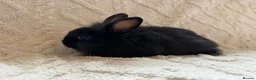 Lionhead rabbits for sale: Lionhead bunnies  - Advert 2