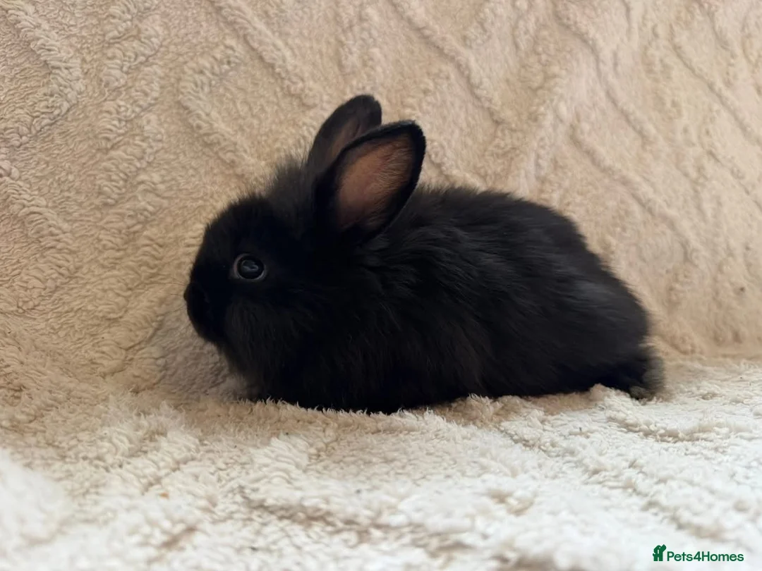 Lionhead rabbits for sale: Lionhead bunnies  - Advert 2