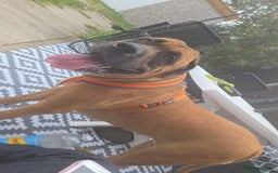 Mixed Breed dogs for sale: American Bullmastiff for sale - Image 2