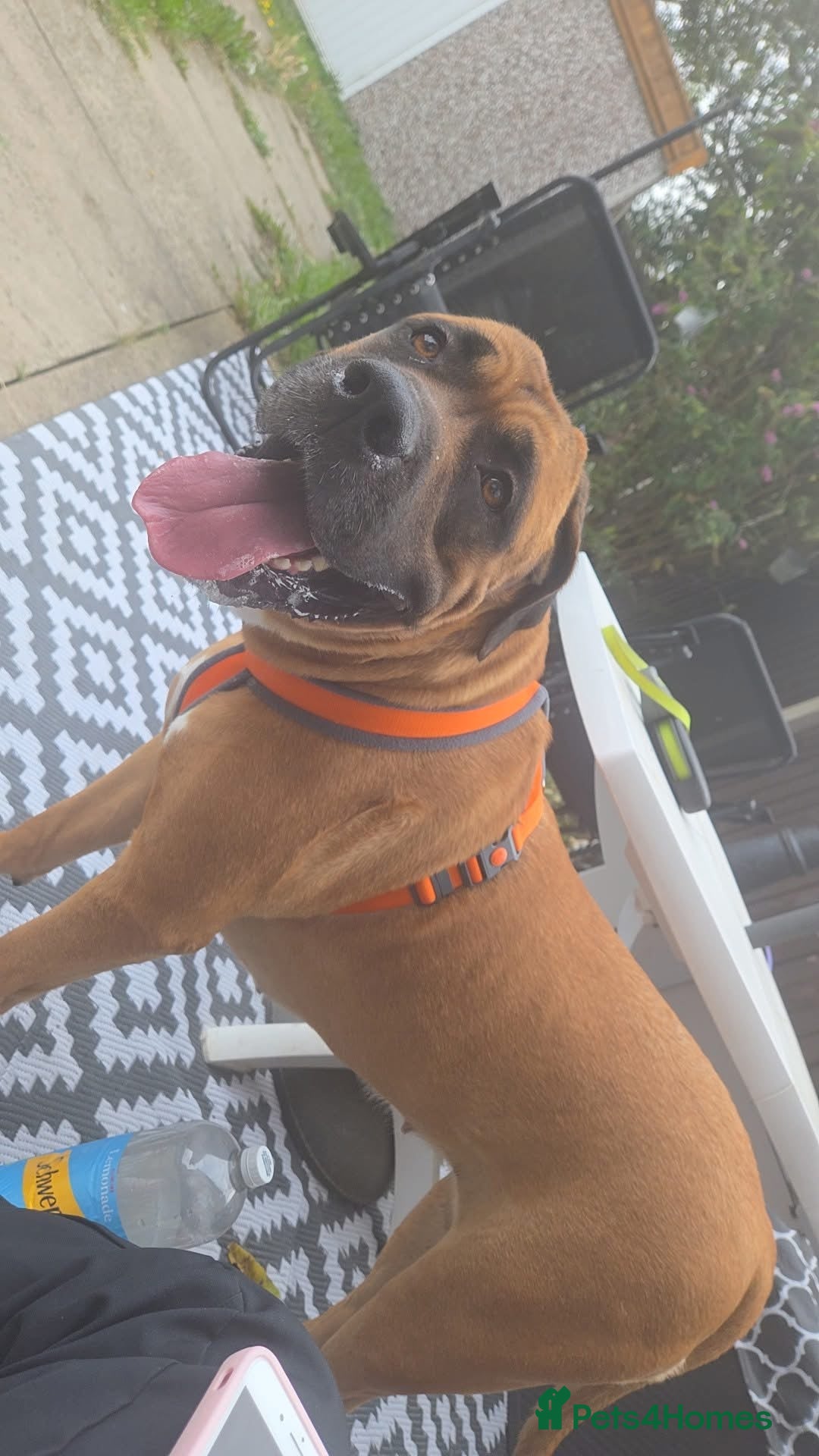 Mixed Breed dogs for sale: American Bullmastiff for sale - Image 2