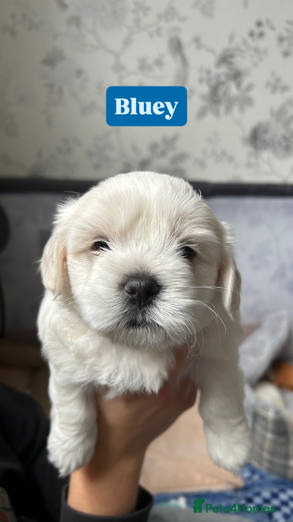 Maltese dogs for sale: READY HOME 30.05  - Advert 19