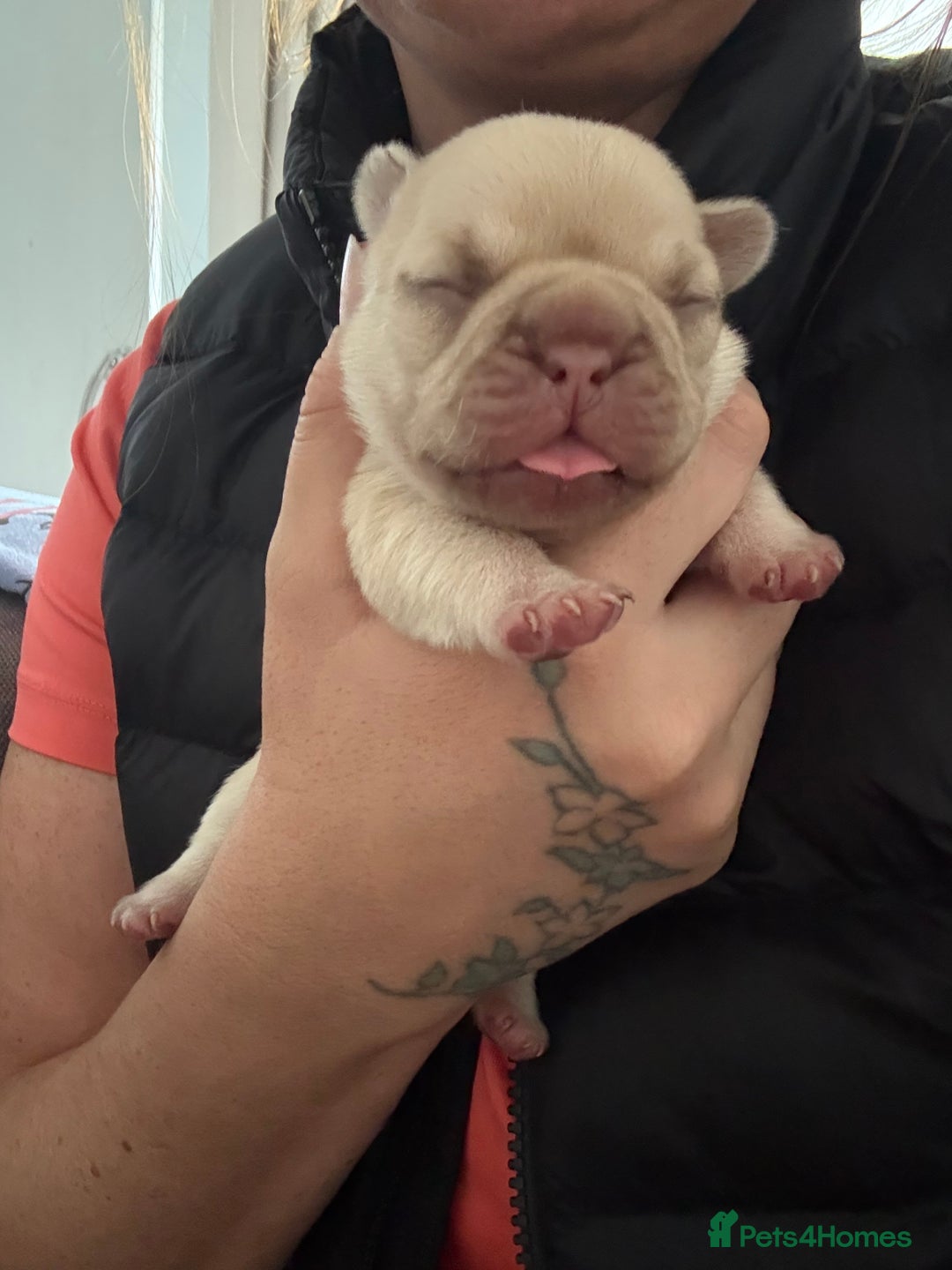 French Bulldog dogs for sale: French bulldog girl - Advert 8