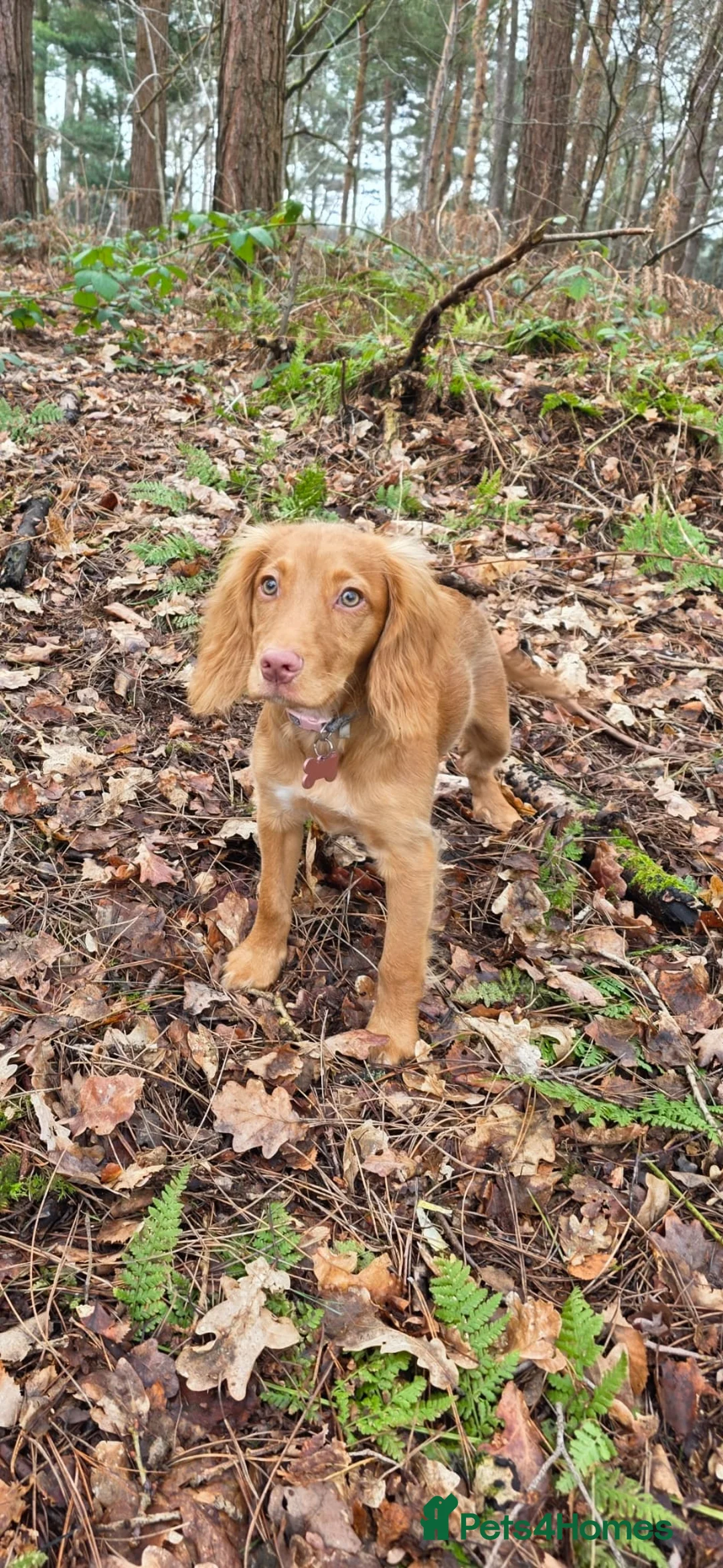 Cocker Spaniel dogs for sale: Rosie in Wigan - Advert 2