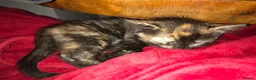 Mixed Breed cats for sale: Kittens for sale 2 Female in Sutton - Advert 3