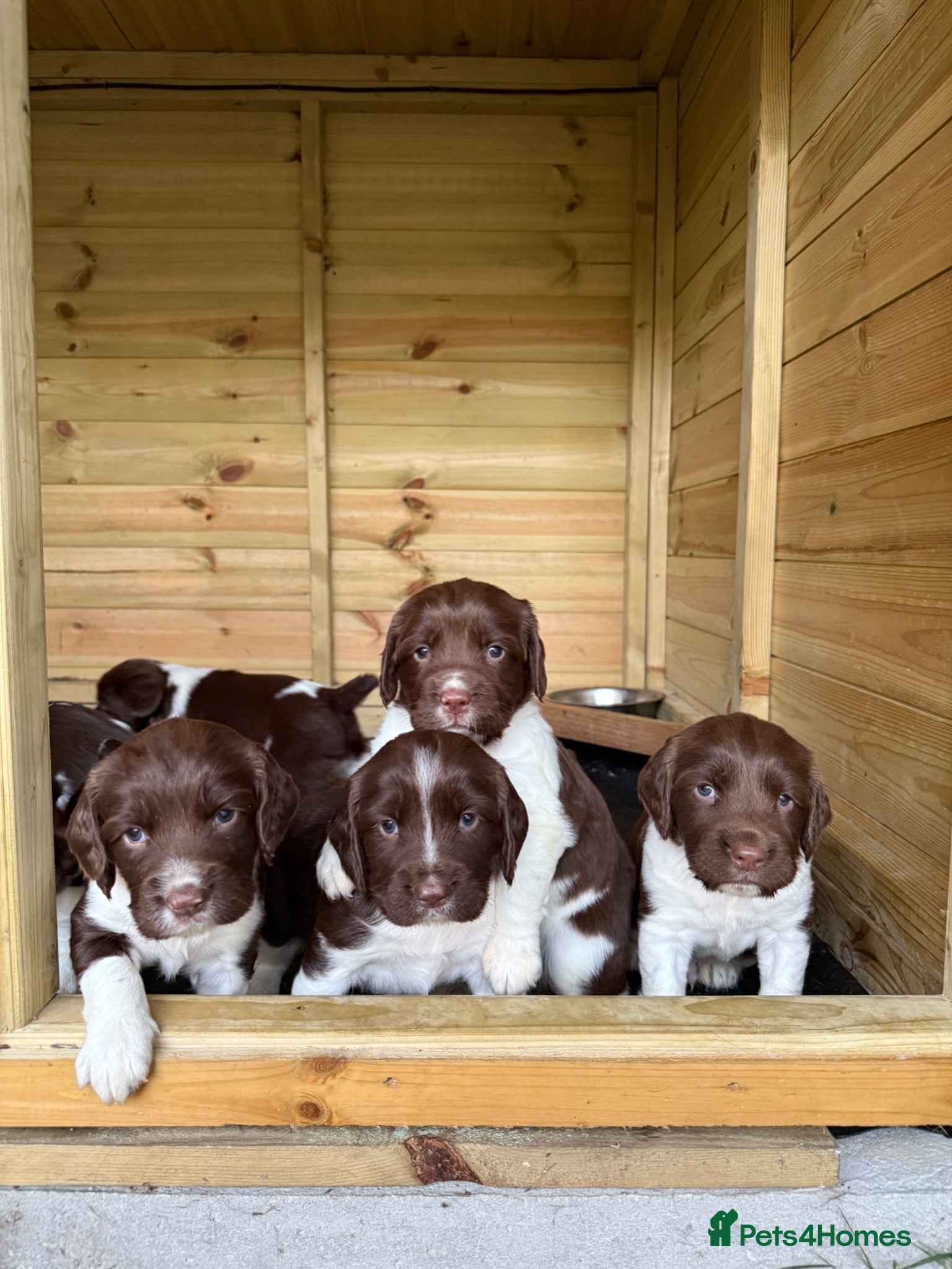 English Springer Spaniel dogs 2 x English Springer Spaniel Puppies - Advert 12