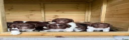 English Springer Spaniel dogs for sale: 2 x English Springer Spaniel Puppies - Advert 1