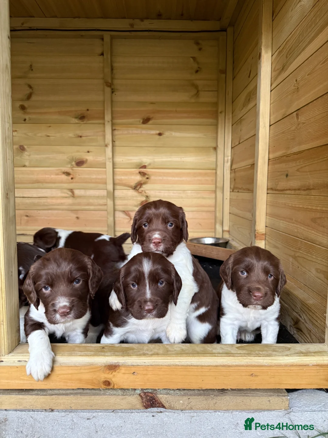 English Springer Spaniel dogs for sale: 2 x English Springer Spaniel Puppies - Advert 1