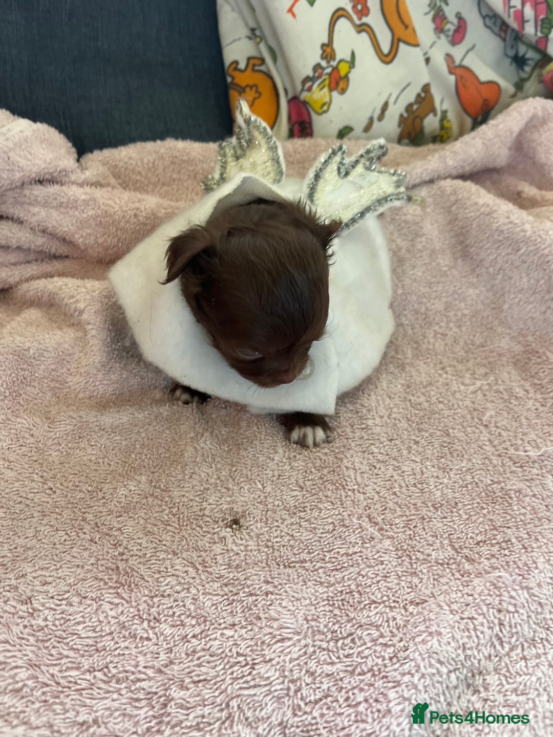 Chihuahua dogs for sale: Rare chocolate chihuahua puppies - Image 26