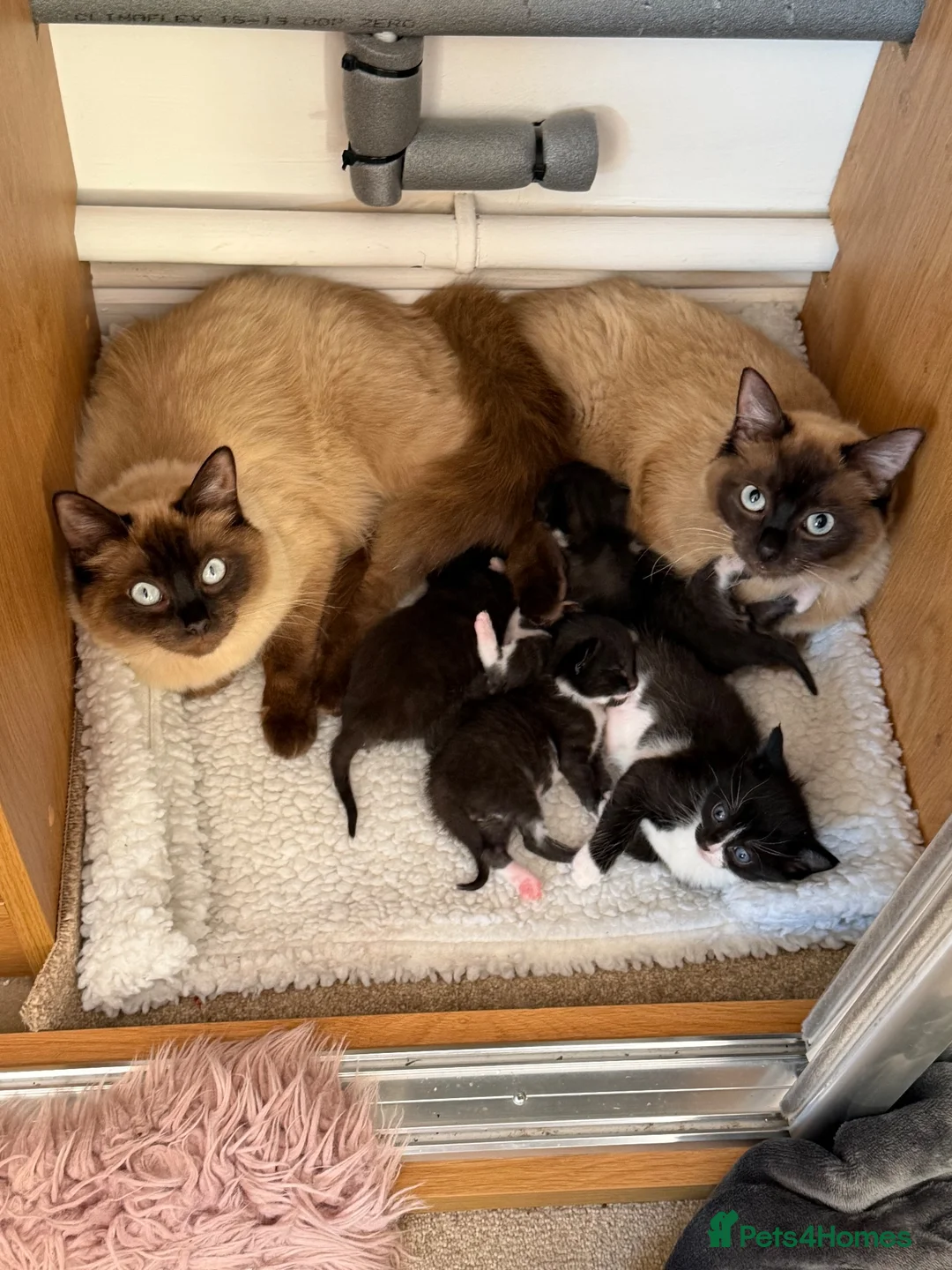 Ragdoll cats for sale: ragdoll cross  - Advert 1