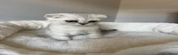 Scottish Fold cats for sale: Scotish Fold / Scotish straight - Advert 7