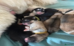 Huskita dogs for sale: Gorgeous Huskita Puppies  - Image 12