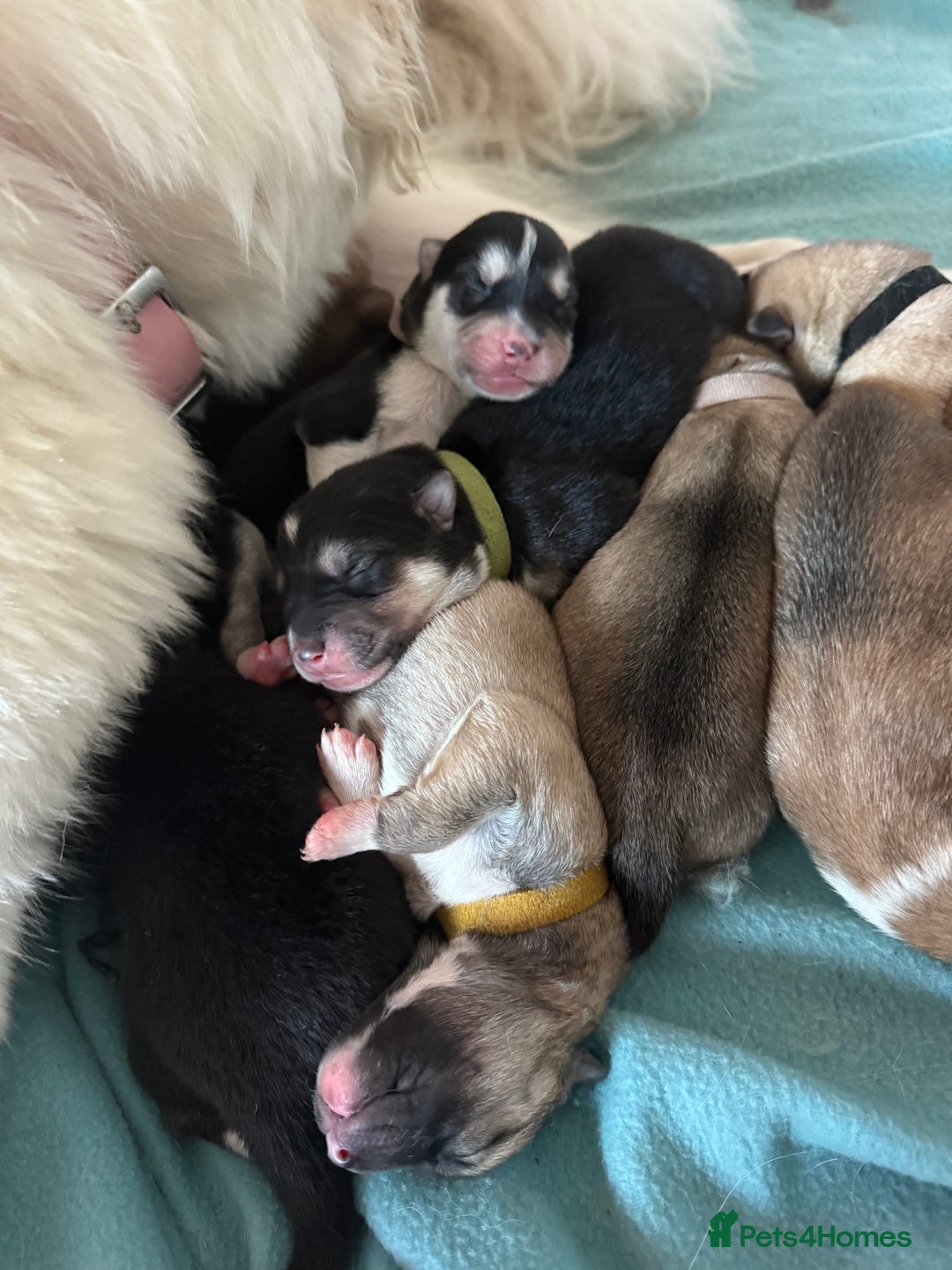 Huskita dogs for sale: Gorgeous Huskita Puppies  - Image 12