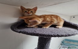 Mixed Breed cats for sale: 2 Ginger Boys, 1 Tabby Girl. Donate to charity - Image 26