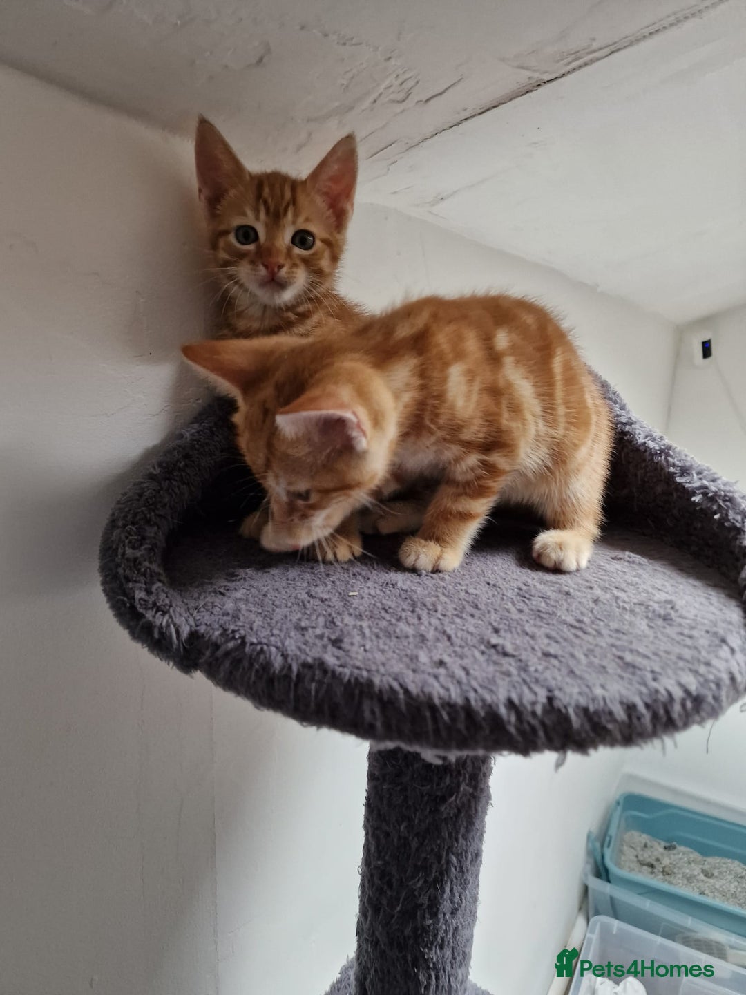 Mixed Breed cats for sale: 2 Ginger Boys, 1 Tabby Girl. Donate to charity - Image 26
