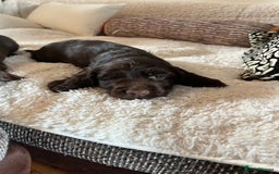 Sprocker dogs for sale: HEALTH TESTED cocker/springer spaniel puppies   - Image 15
