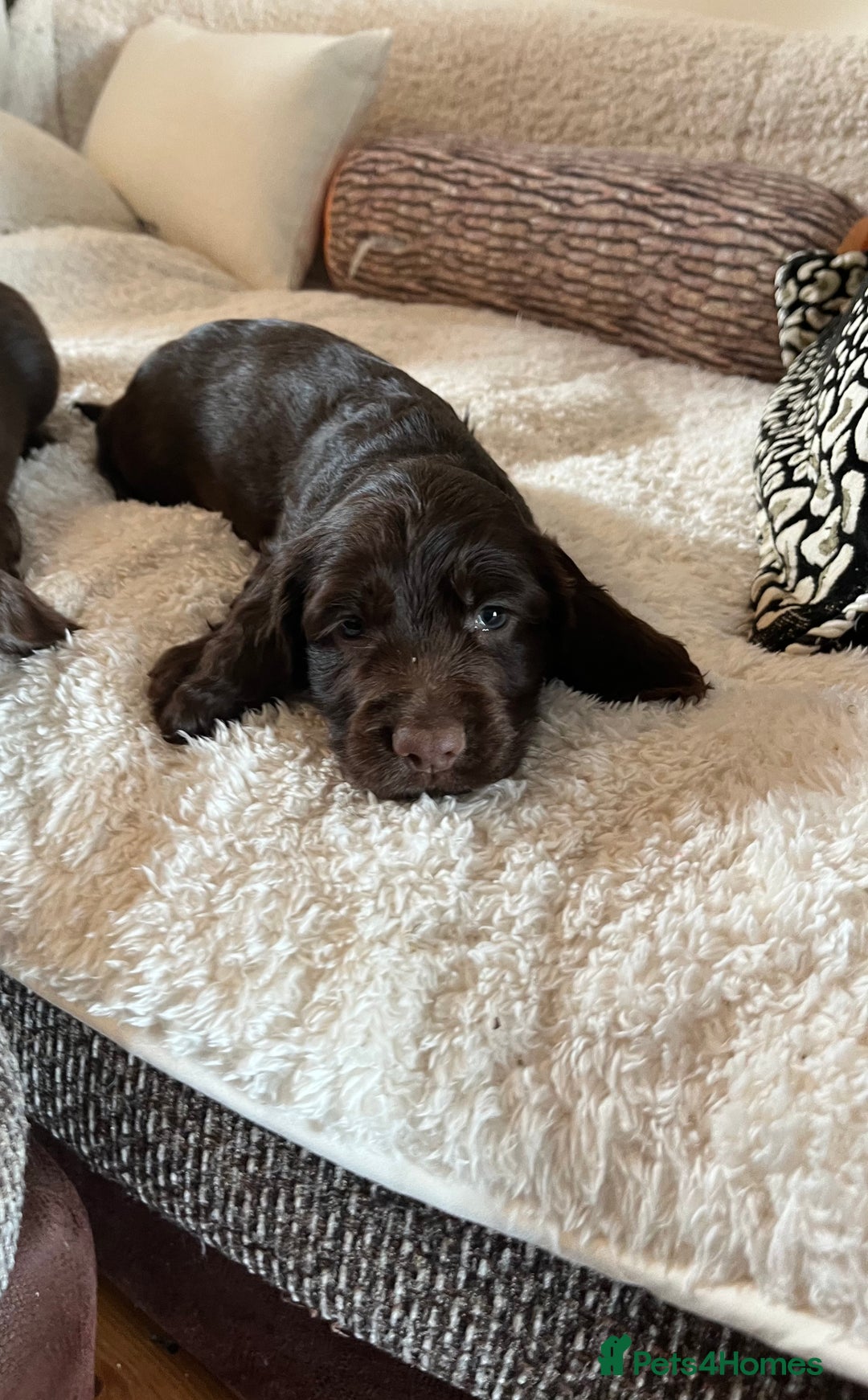 Sprocker dogs for sale: HEALTH TESTED cocker/springer spaniel puppies   - Image 15