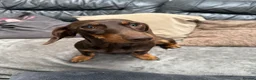 Miniature Dachshund dogs for sale: Beautiful coco needs a new home - Advert 4