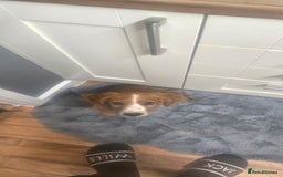 Cocker Spaniel dogs for sale: 15 week old Cocker spaniel girl  - Image 5