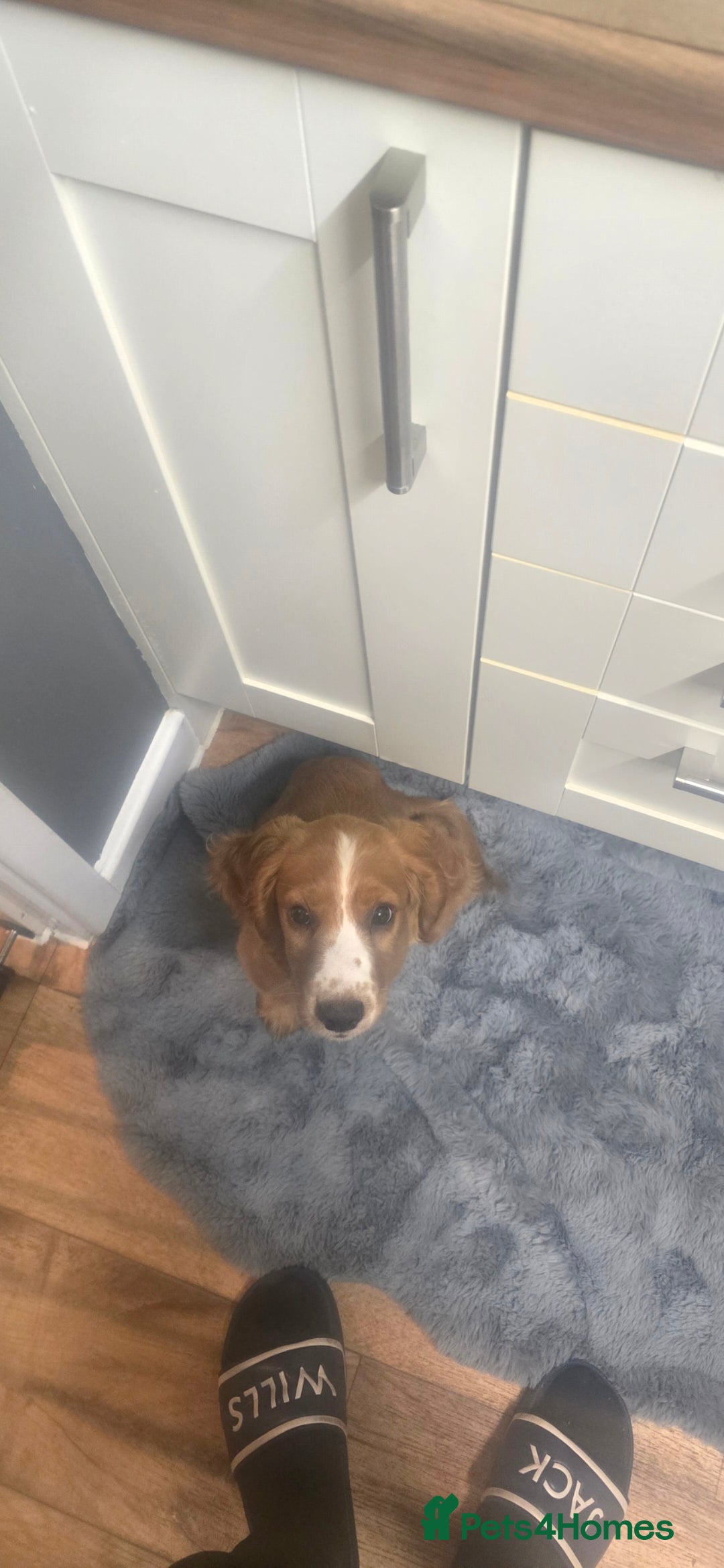 Cocker Spaniel dogs for sale: 15 week old Cocker spaniel girl  - Image 5