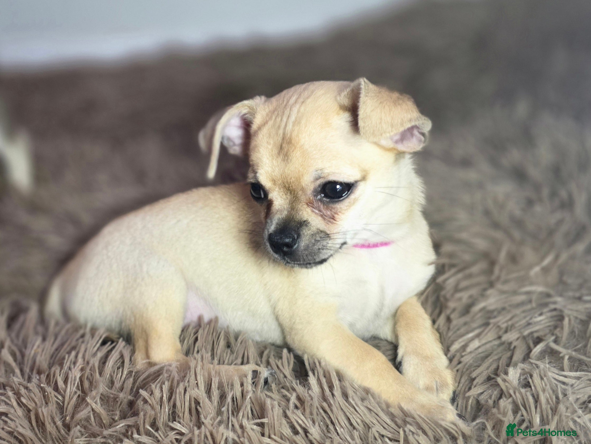 Chihuahua dogs CHIHUAHUA Puppies  - Advert 1