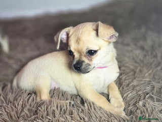 Chihuahua dogs CHIHUAHUA Puppies - Advert 6