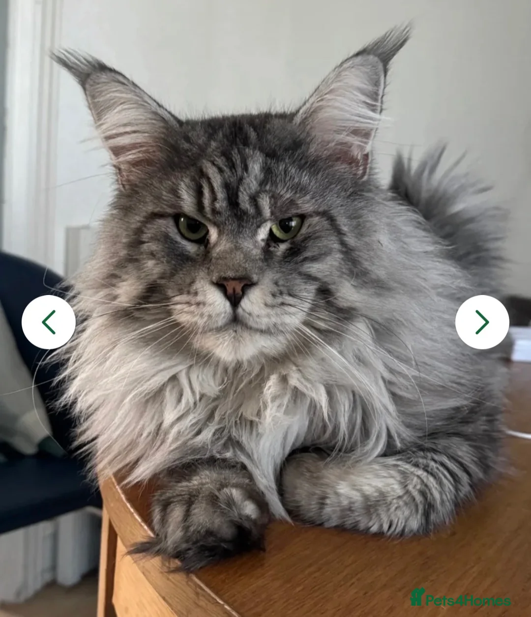Maine Coon cats for sale: 3 Gorgeous TICA Registered Mainecoon kittens  - Advert 2