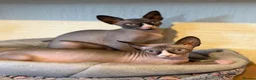 Sphynx cats for sale: Handsome Grey Sphynx Boy - Advert 2