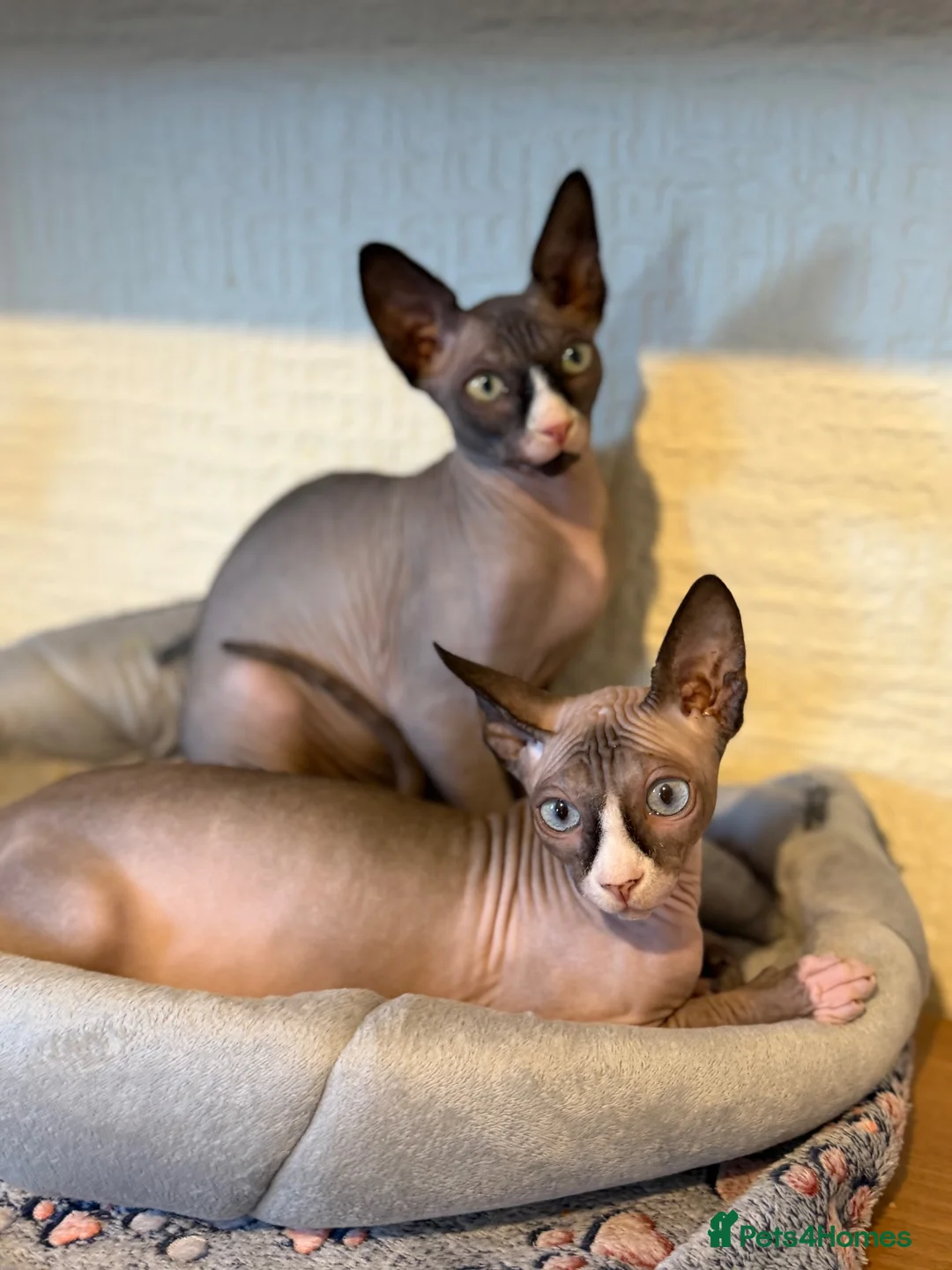 Sphynx cats for sale: Handsome Grey Sphynx Boy - Advert 2