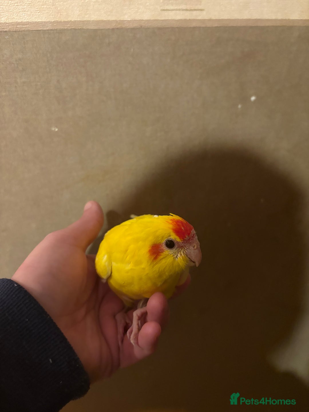 Parakeets birds for sale: Hand reared kakariki  - Advert 1