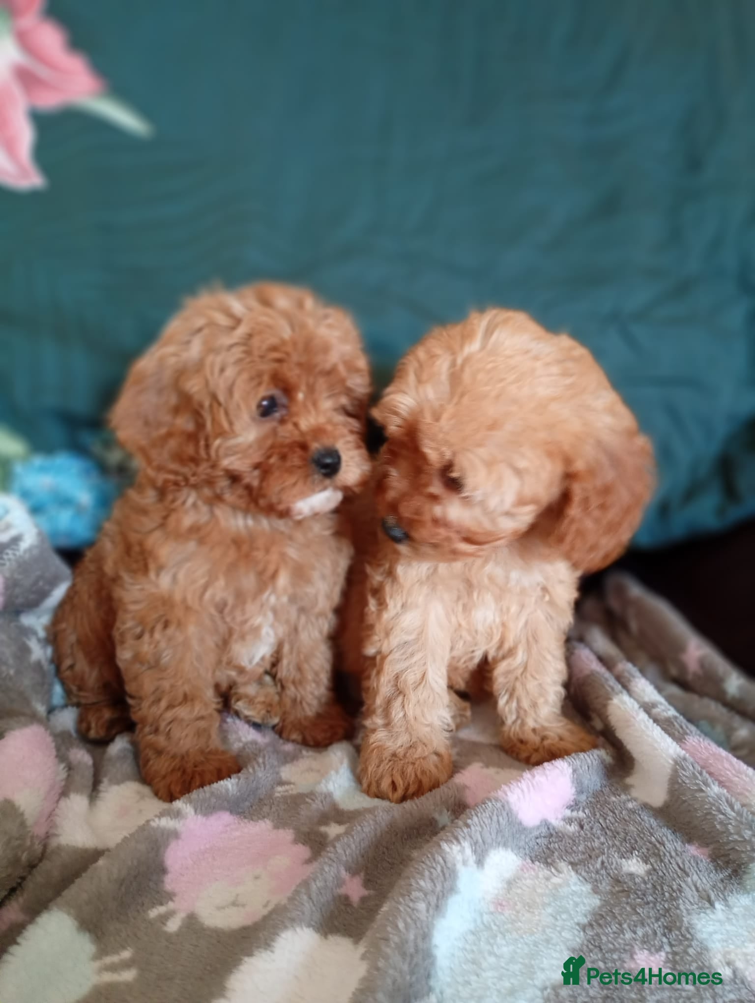 Cavapoo dogs Beautiful Cavapoo puppies for sale  - Advert 2