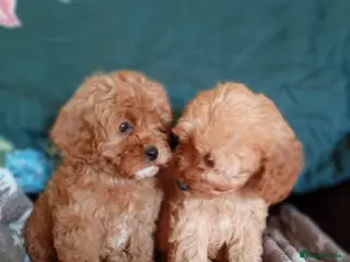 Cavapoo dogs Beautiful Cavapoo puppies for sale - Advert 2
