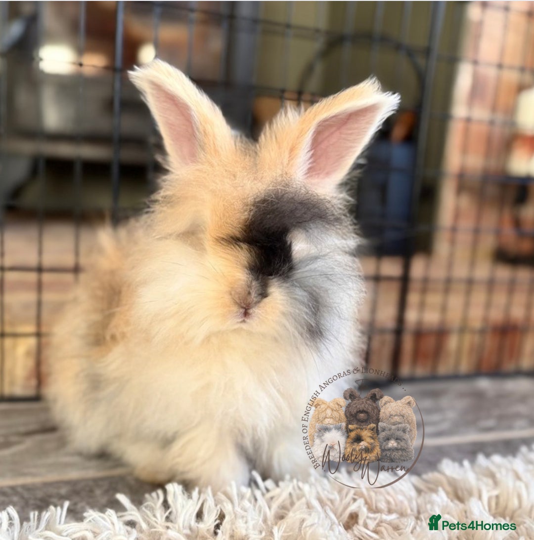 Angora rabbits for sale: Fully Vaccinated English Angoras ♥️ - Advert 7