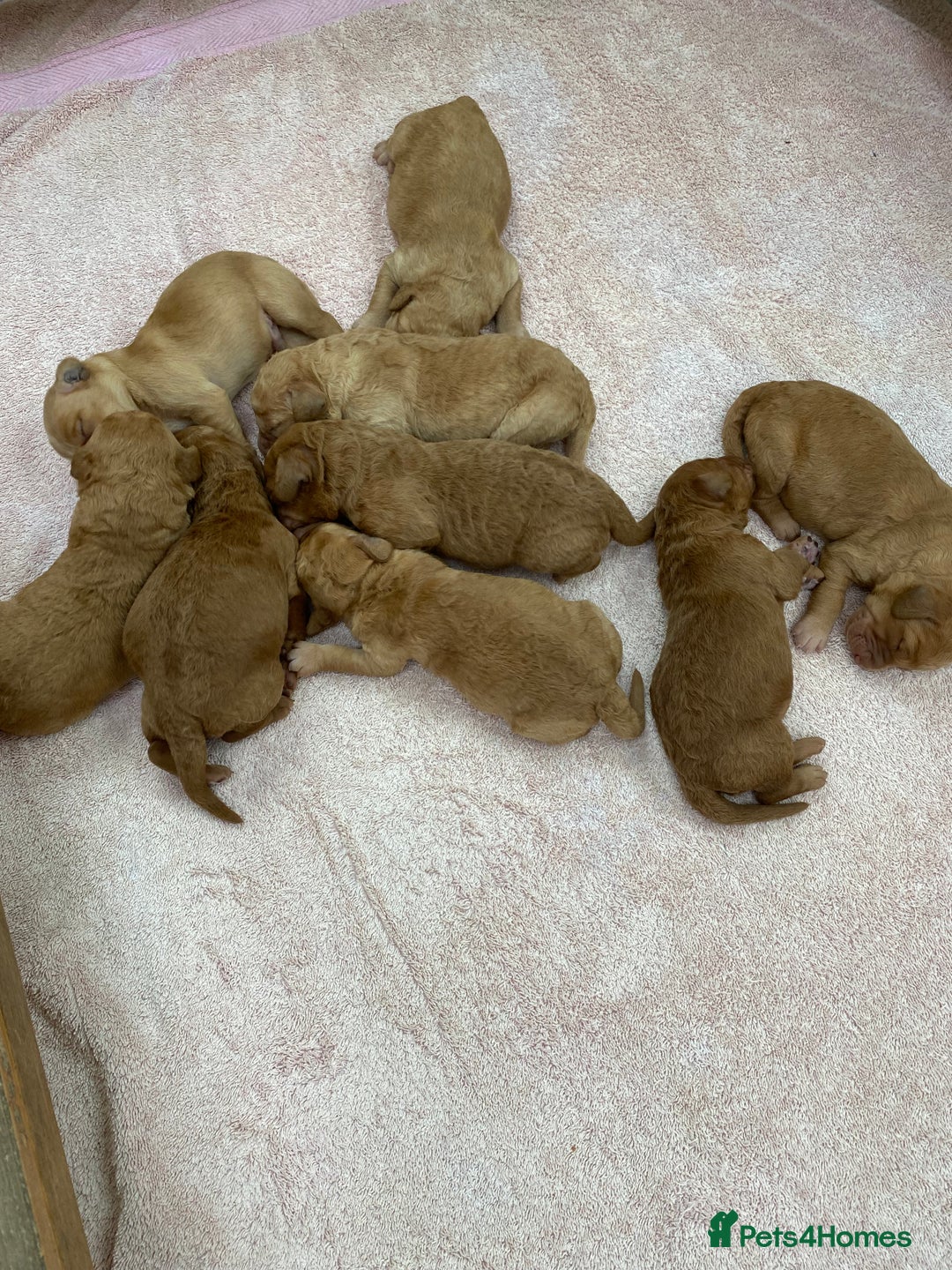 Labradoodle dogs for sale: F1 Red Miniature Labradoodles  - Advert 25