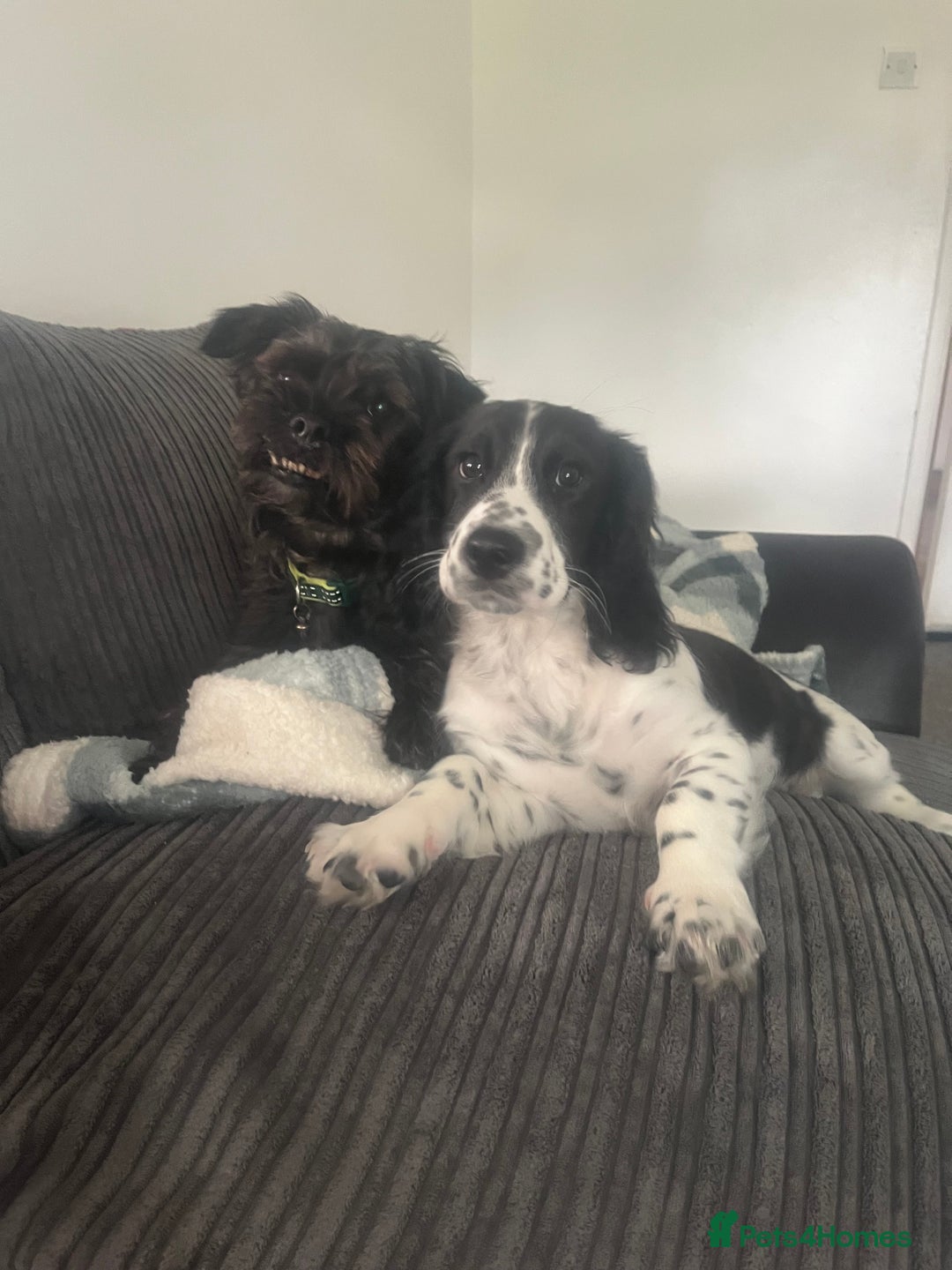 Mixed Breed dogs for sale: beautiful puppies for sale  - Advert 7