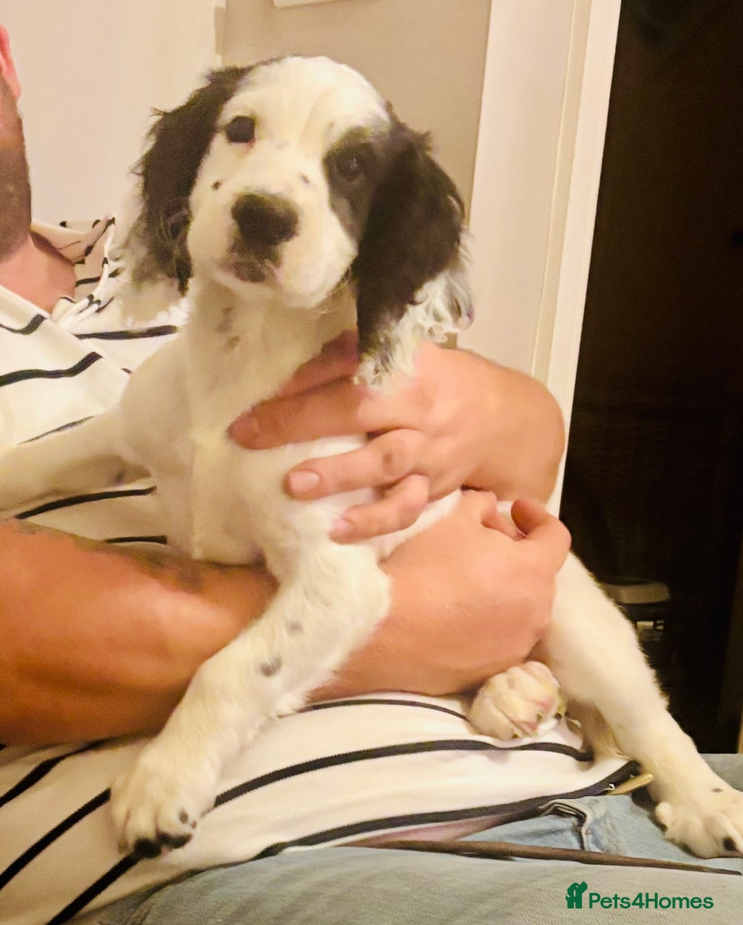 Cocker Spaniel dogs for sale: Working cocker spaniel  - Advert 2