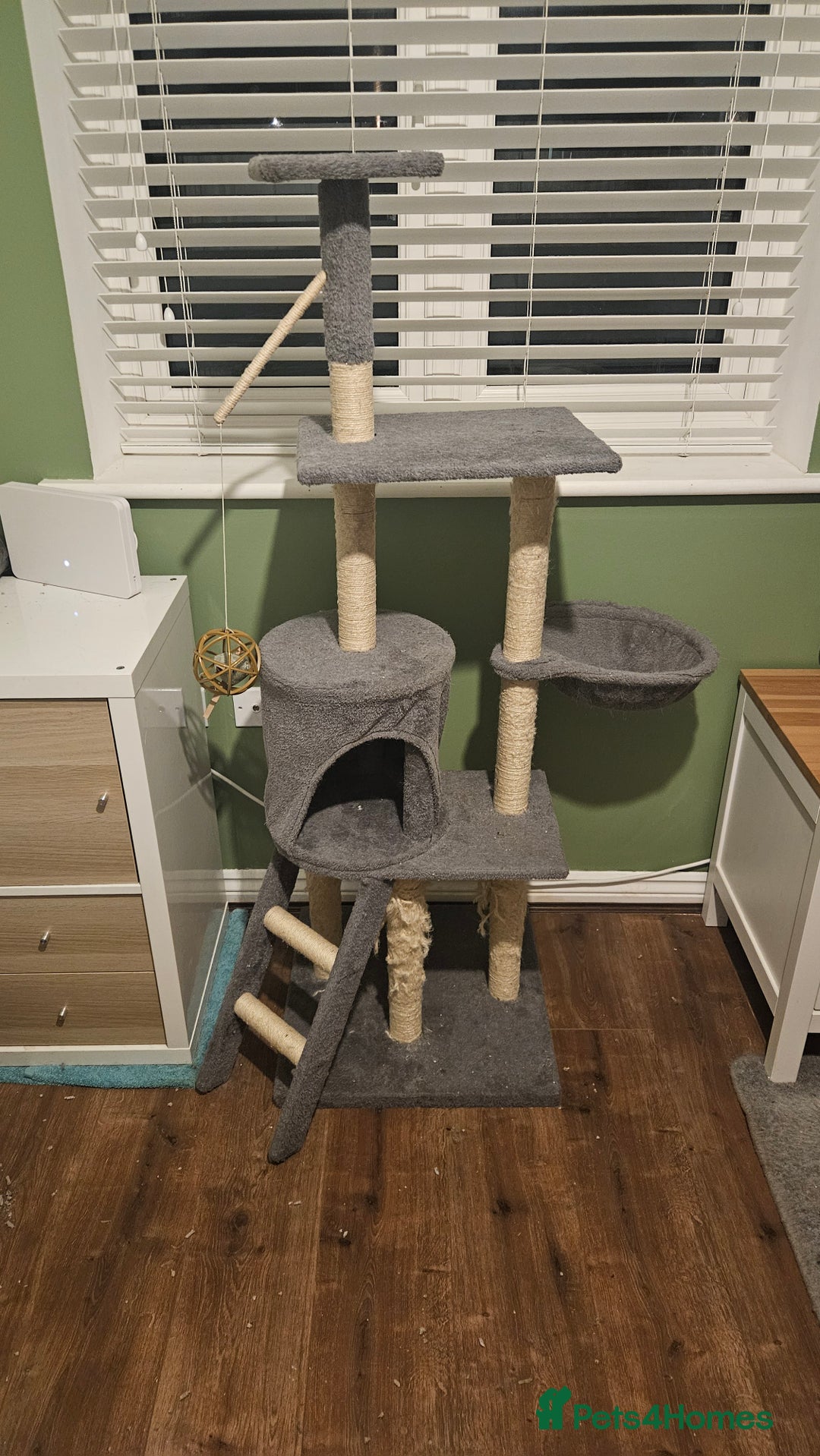 British Shorthair cats for sale: Boy cat for sale includes food/bed/toys - Advert 11