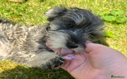 Miniature Schnauzer dogs for sale: KC Mini Schnauzer Pups. Fully jabbed. Last girl in Dudley - Image 1