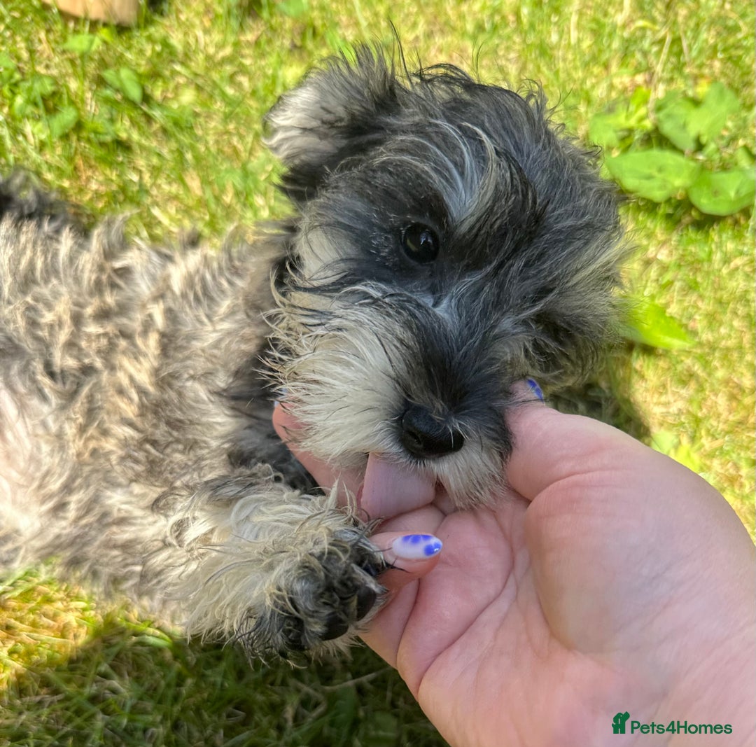 Miniature Schnauzer dogs for sale: KC Mini Schnauzer Pups. Fully jabbed. Last girl in Dudley - Image 1