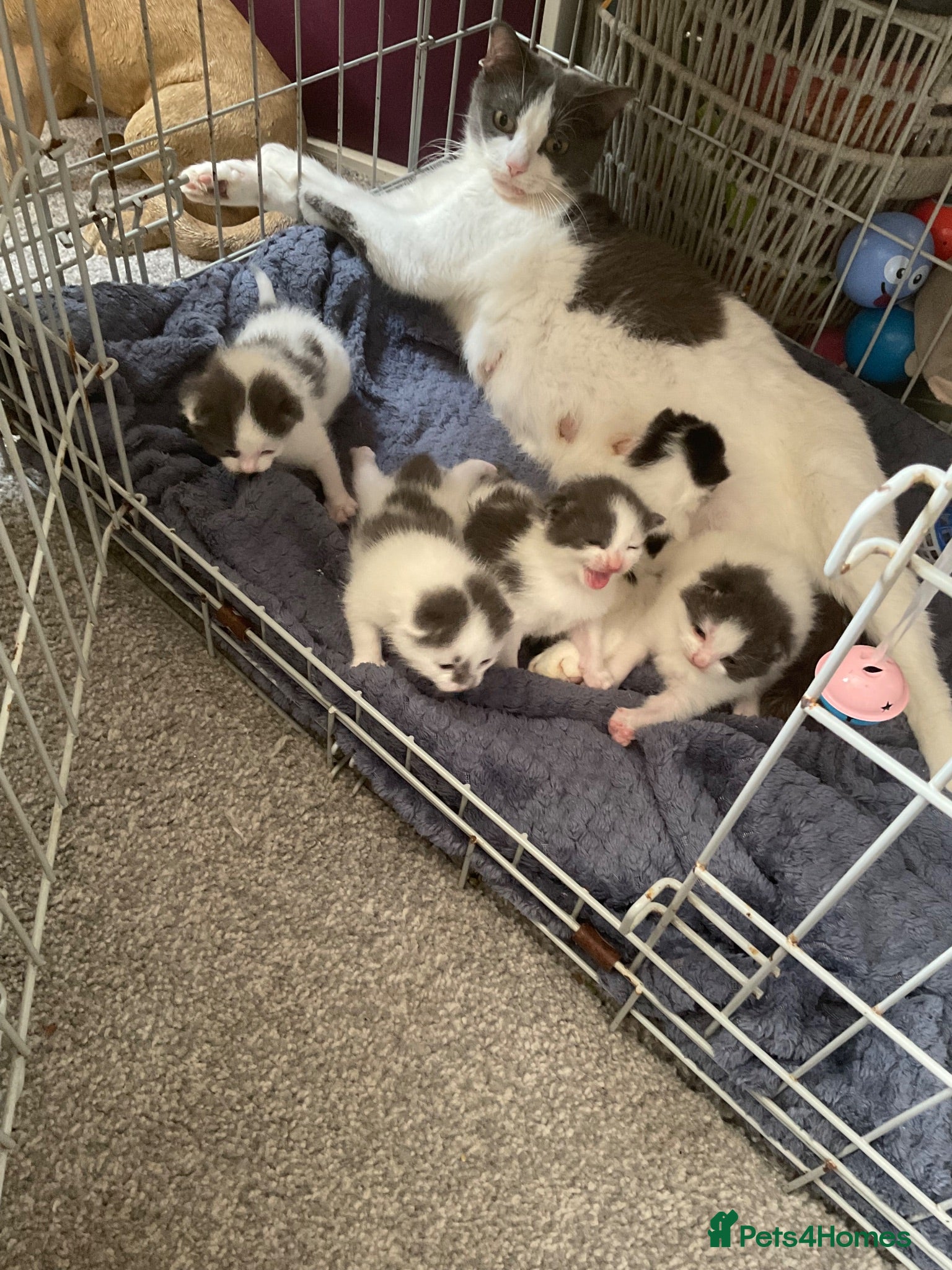 Mixed Breed cats We are ready for our new homes - Advert 1