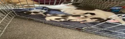 Mixed Breed cats for sale: We are ready for our new homes - Advert 2