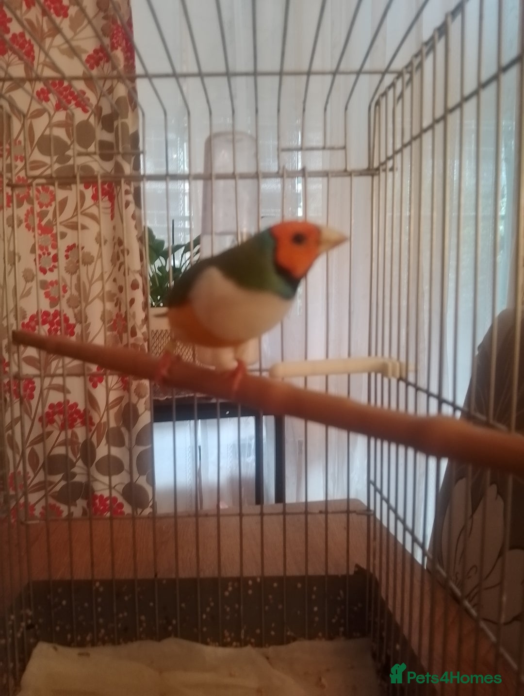 Finches birds for sale: Gouldian finches for sale  - Image 19