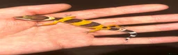 Leopard Gecko reptiles for sale: Leopard Geckos  - Advert 3