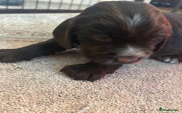 Cocker Spaniel dogs for sale: 4 cocker spaniel puppies, mum and dad family pets - Advert 8