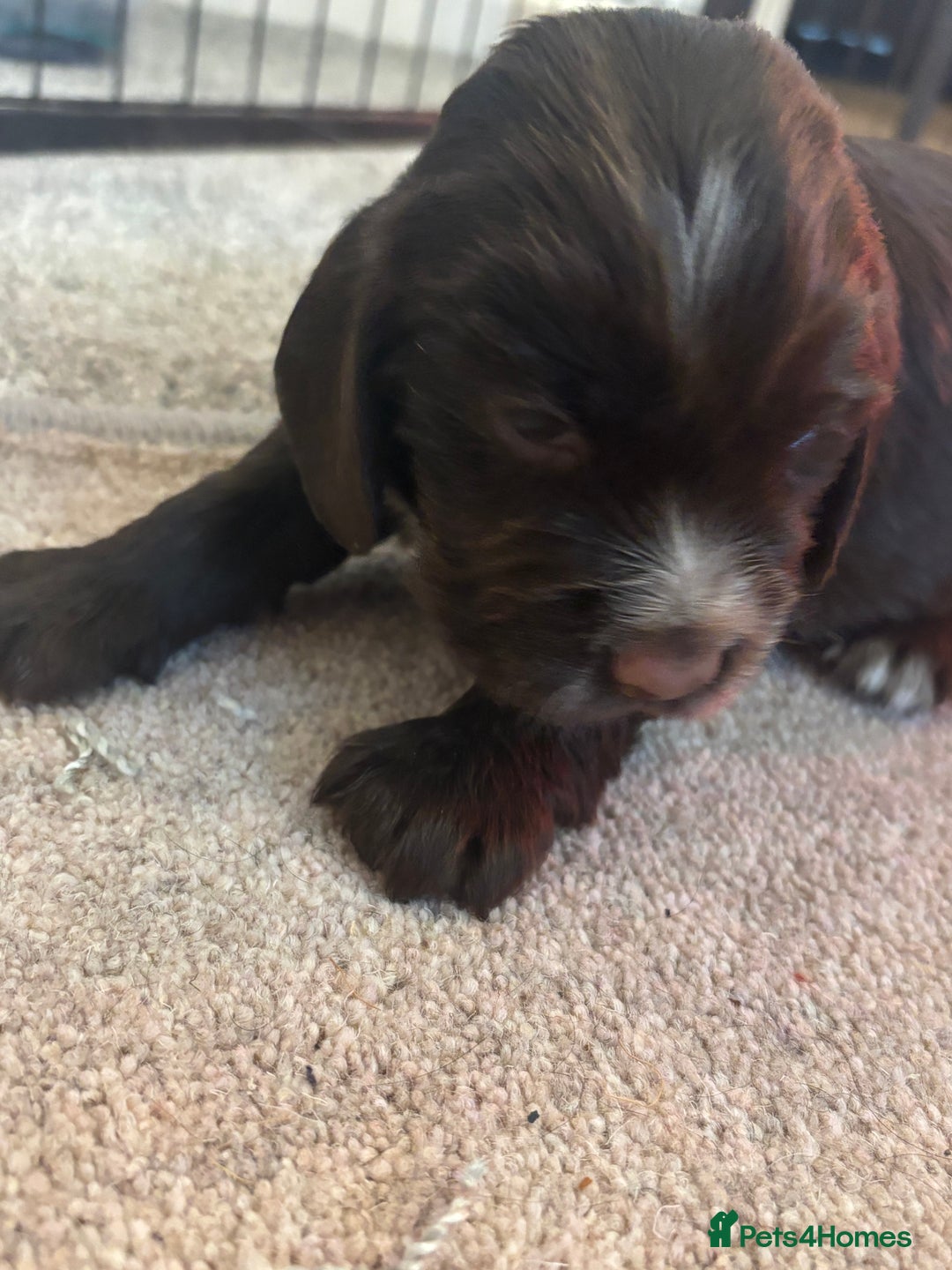 Cocker Spaniel dogs for sale: 4 cocker spaniel puppies, mum and dad family pets - Advert 8
