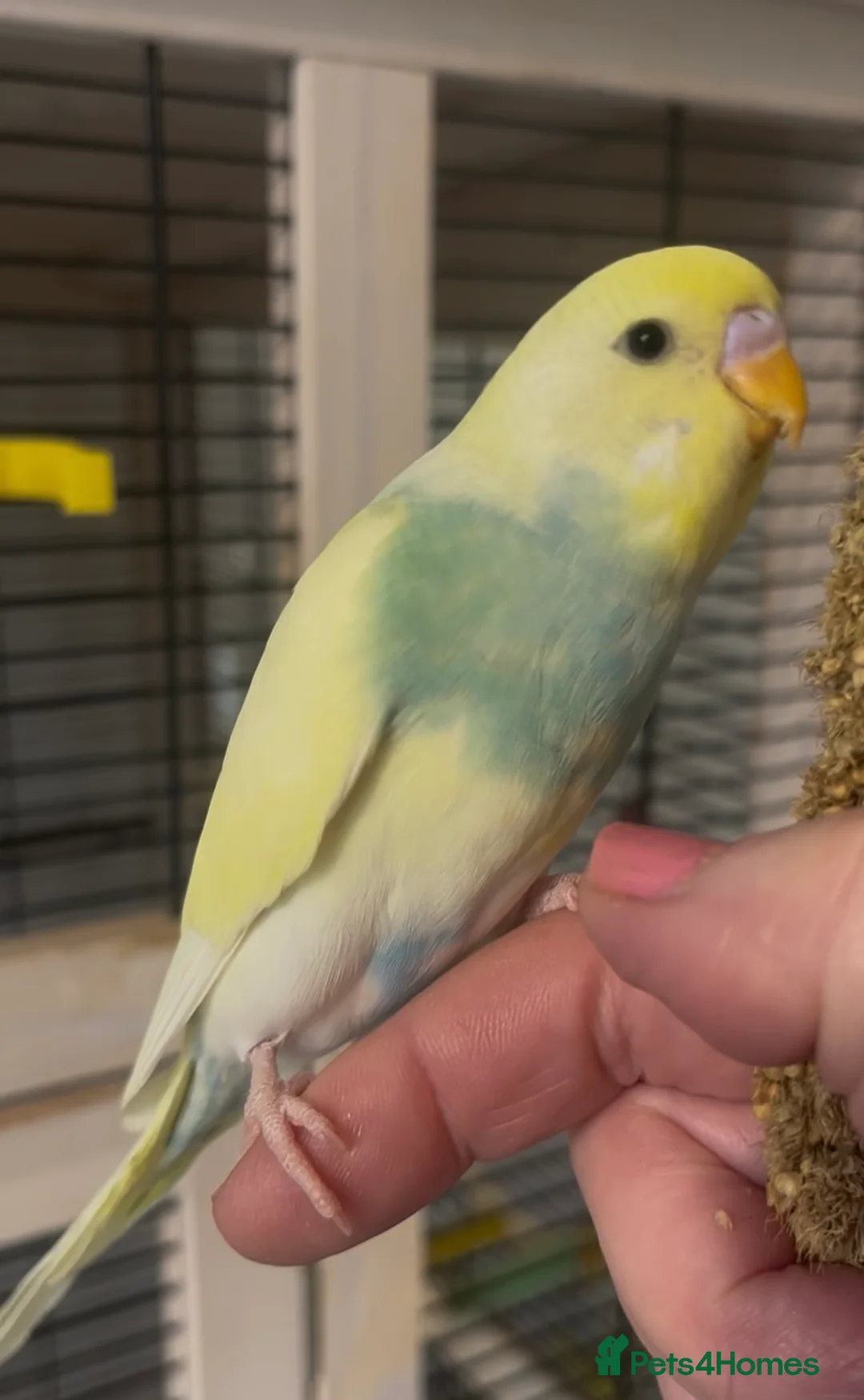 Budgerigars birds for sale: Beautiful Baby Budgies in Portsmouth - Advert 2