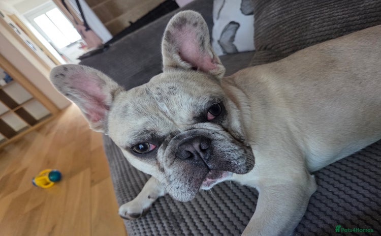 French Bulldog dogs - Advert 1